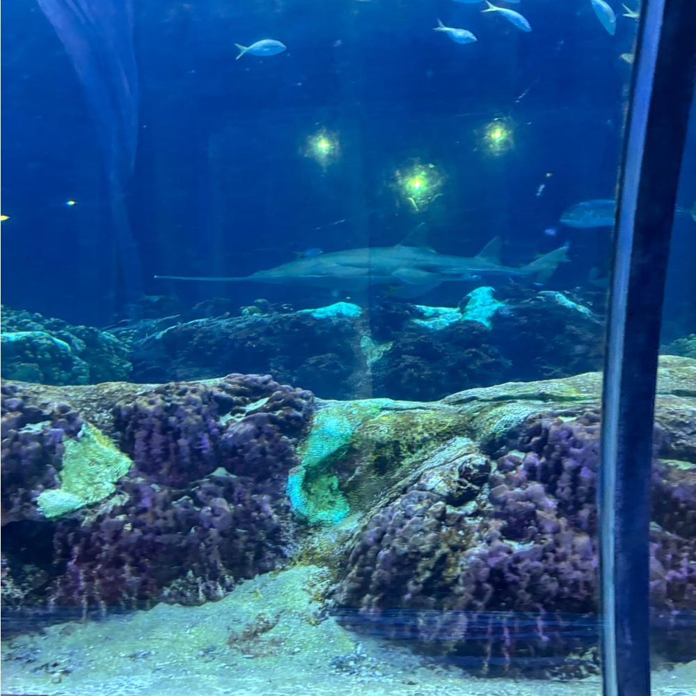 Meet your Posher, Maydee